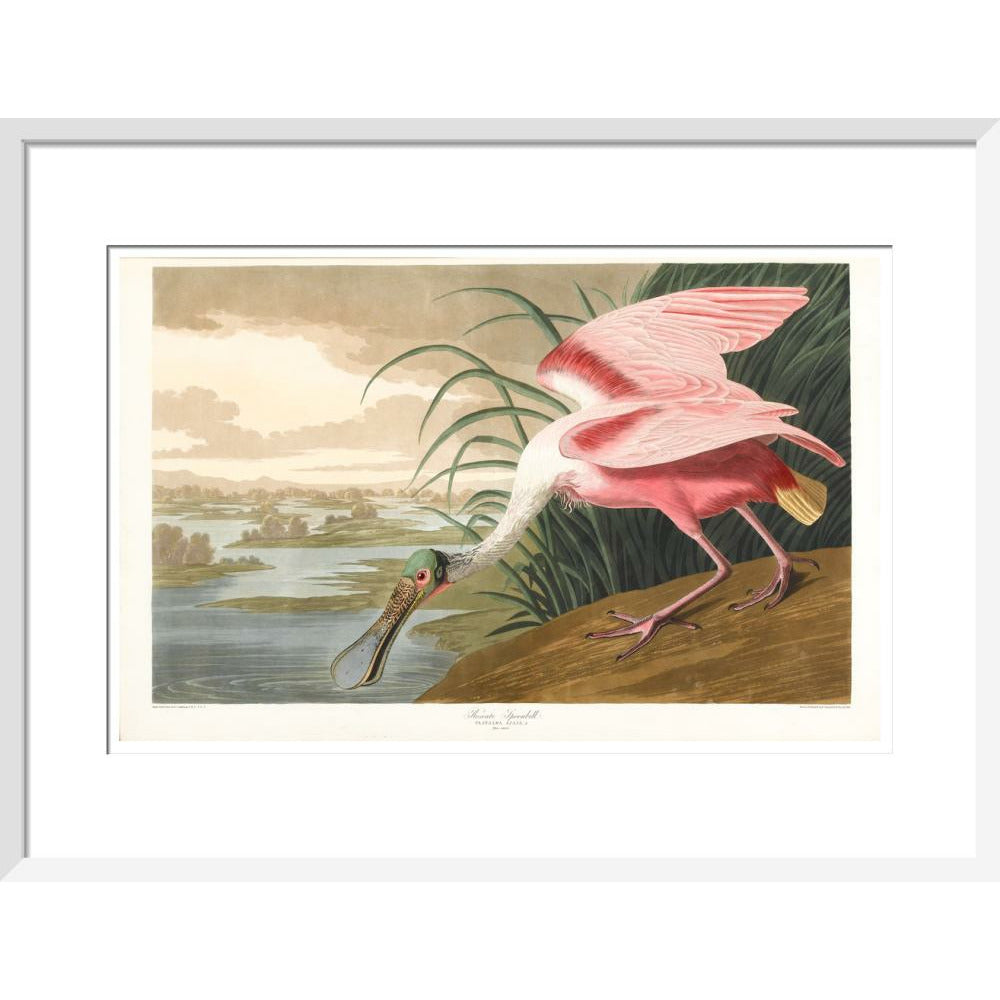 Roseate Spoonbill - Art print