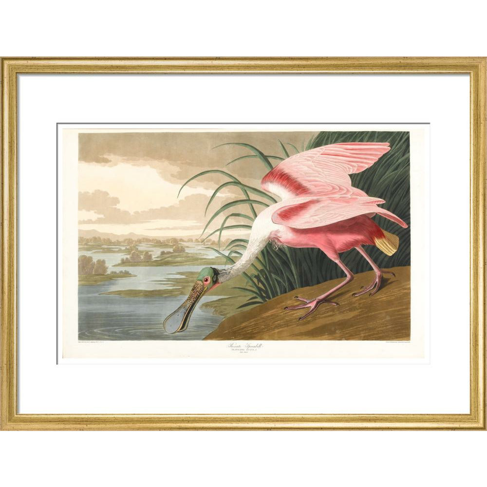 Roseate Spoonbill - Art print