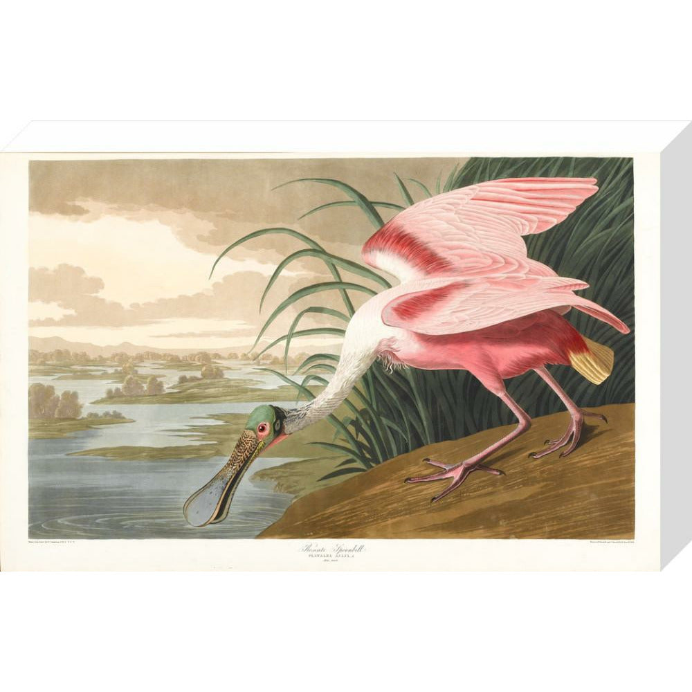 Roseate Spoonbill - Art print
