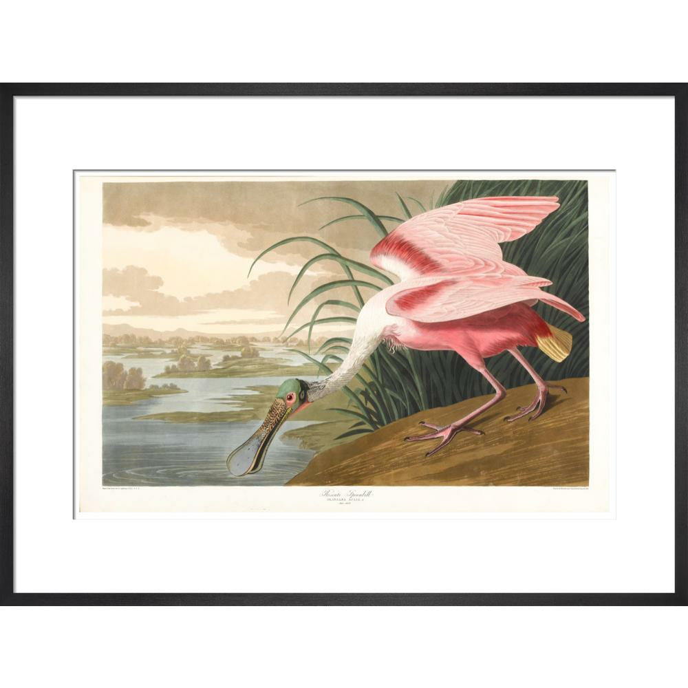 Roseate Spoonbill - Art print