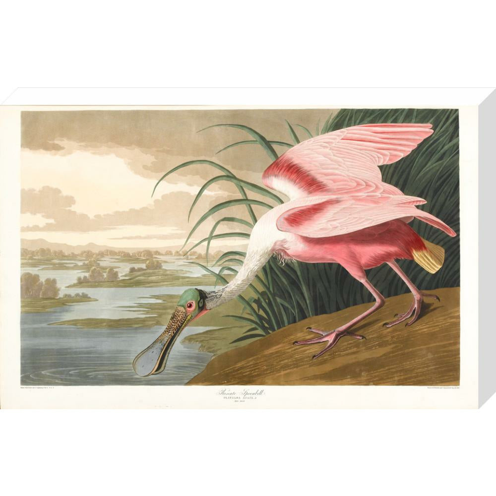 Roseate Spoonbill - Art print