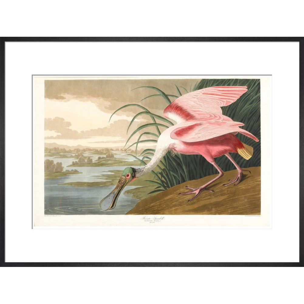 Roseate Spoonbill - Art print