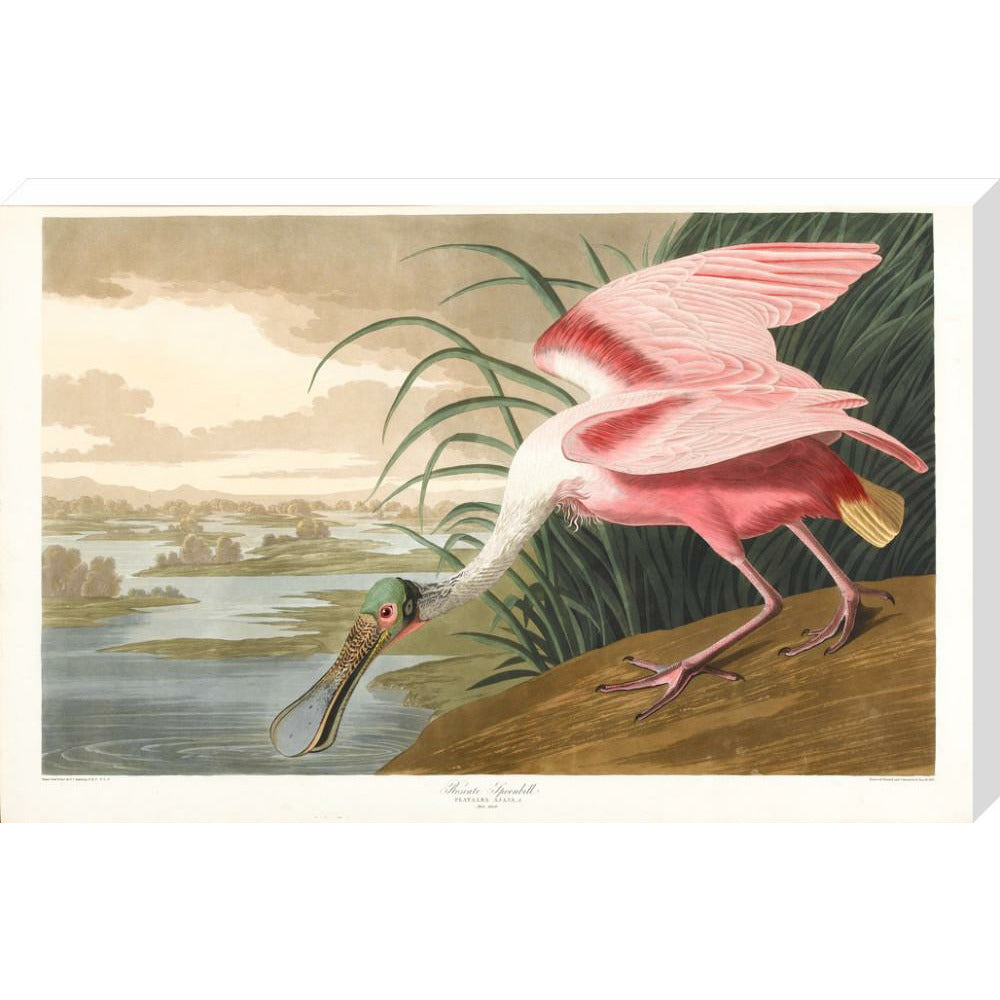 Roseate Spoonbill - Art print