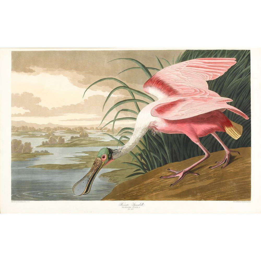 Roseate Spoonbill - Art print