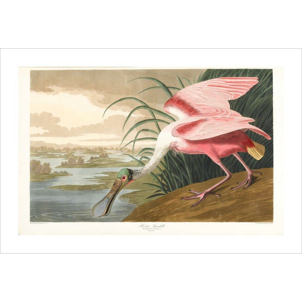 Roseate Spoonbill - Art print