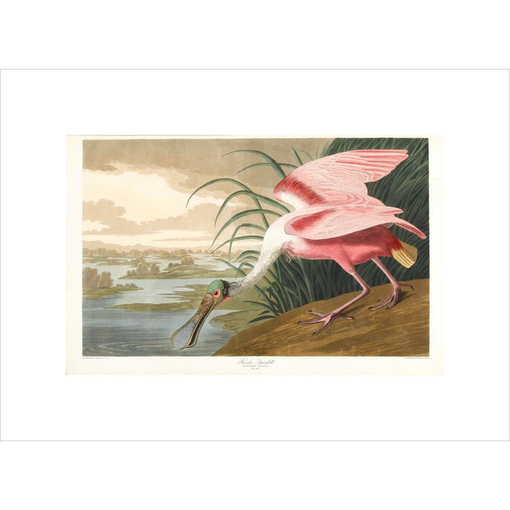 Roseate Spoonbill - Art print