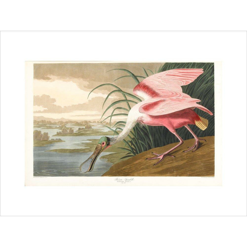 Roseate Spoonbill - Art print