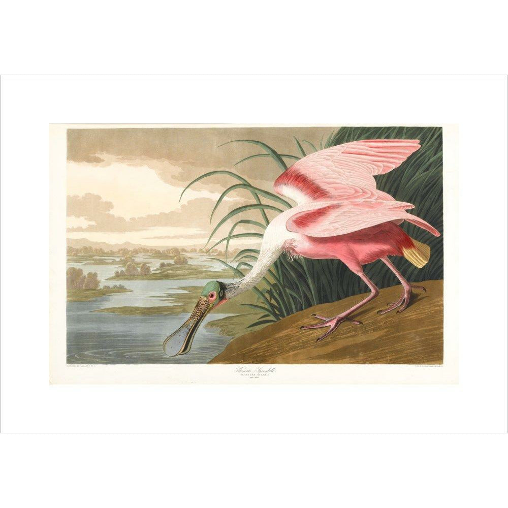Roseate Spoonbill - Art print