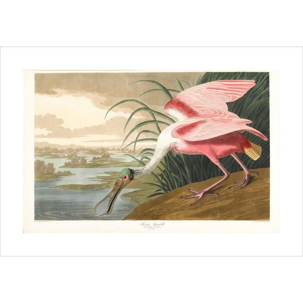 Roseate Spoonbill - Art print