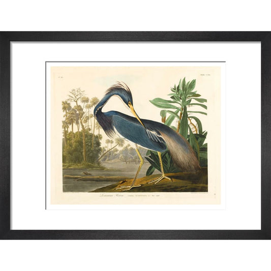 Louisiana Heron - Art print