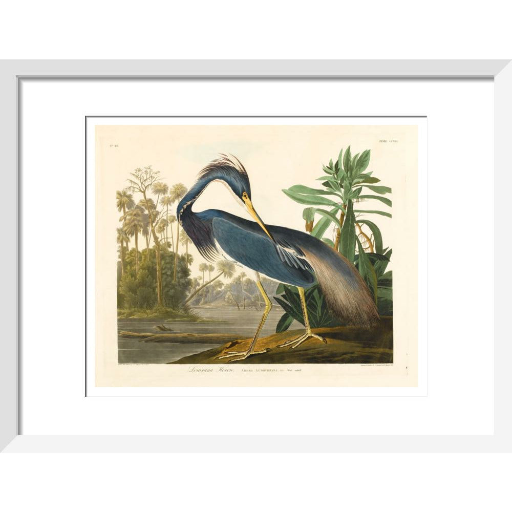 Louisiana Heron - Art print