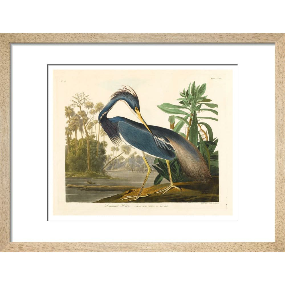 Louisiana Heron - Art print