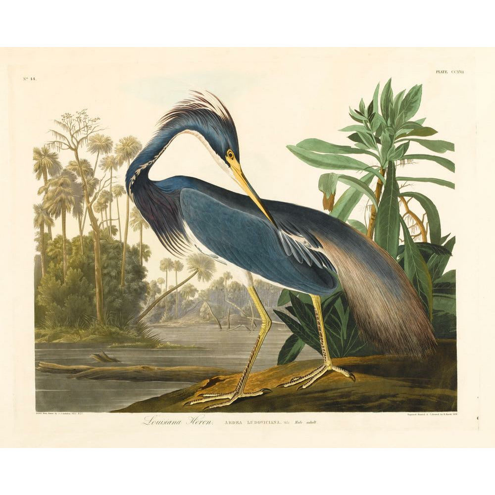 Louisiana Heron - Art print