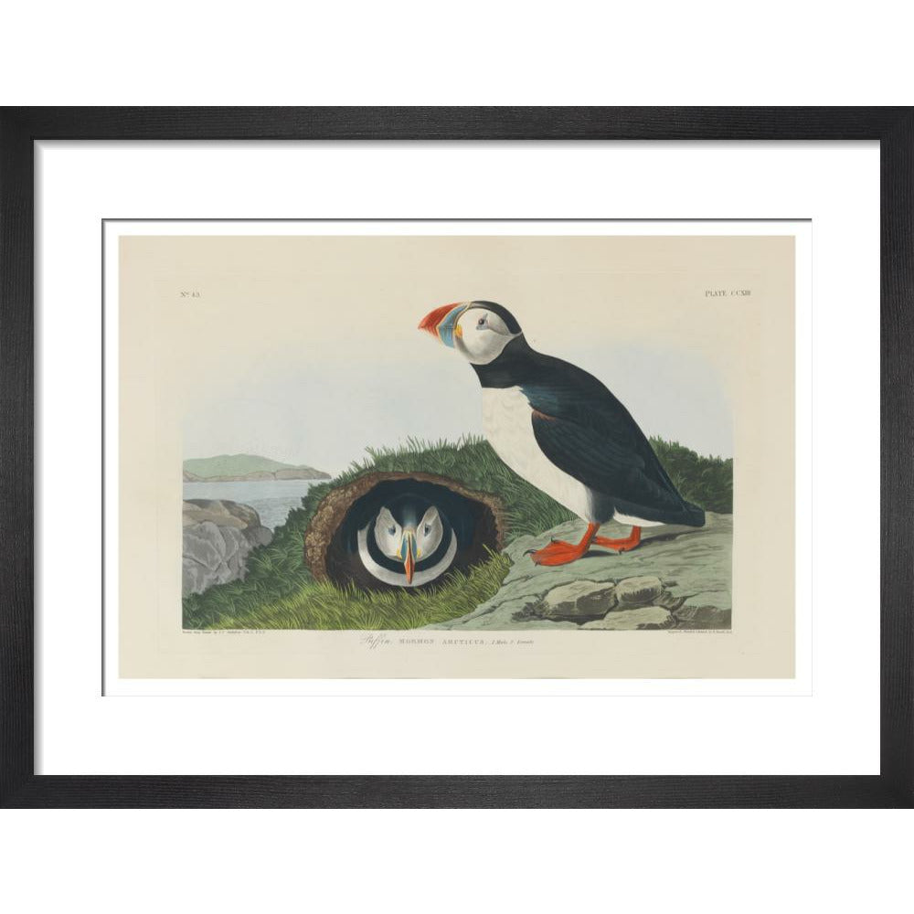 Puffin - Art print