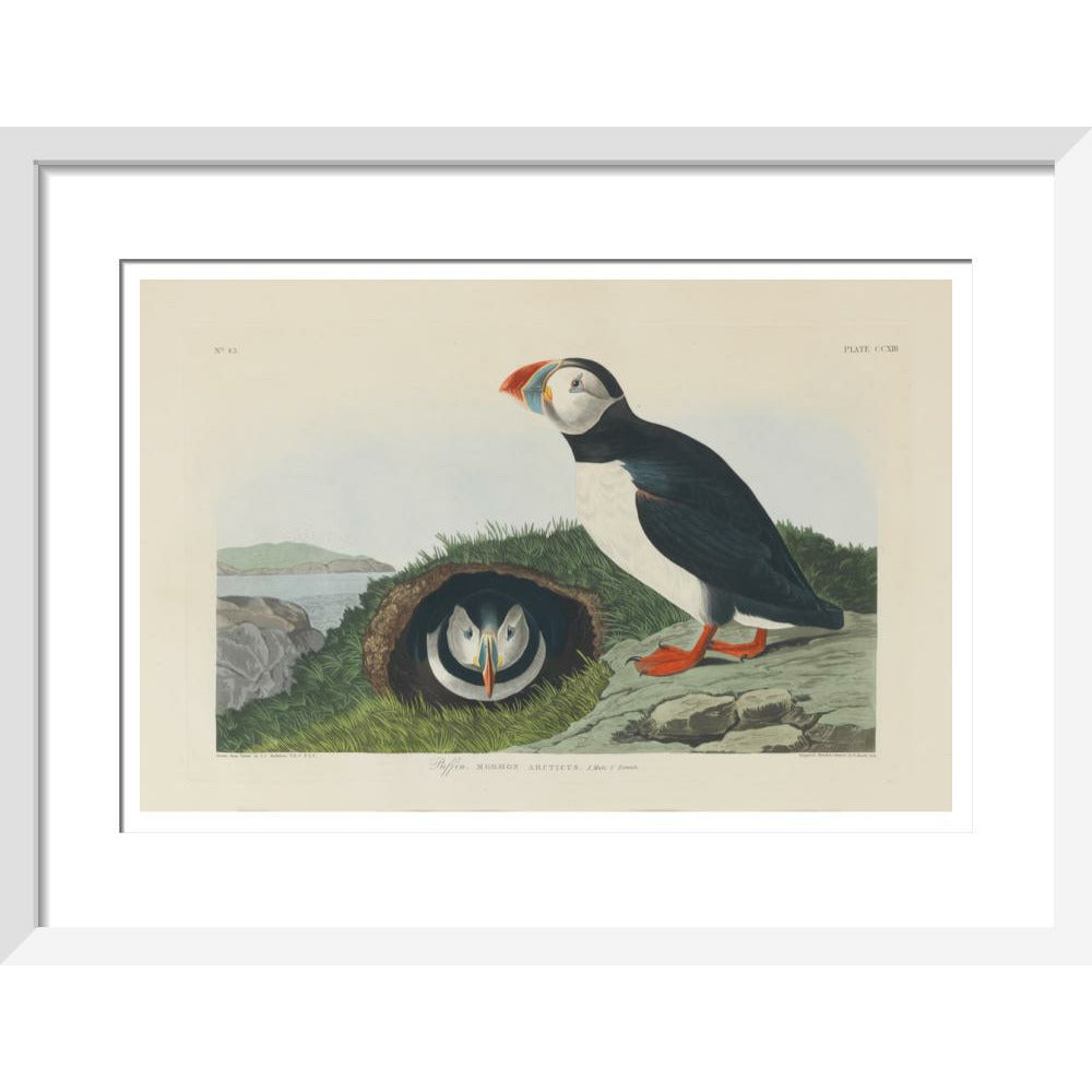 Puffin - Art print
