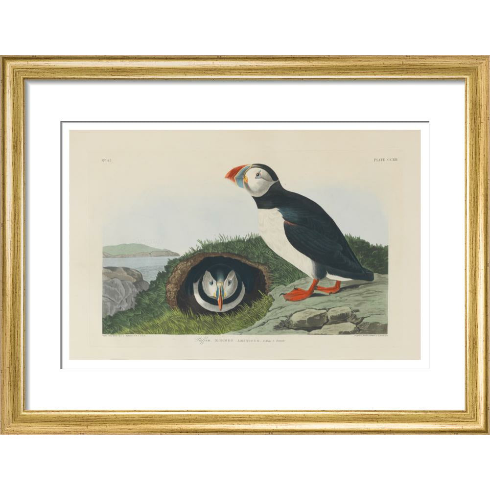 Puffin - Art print