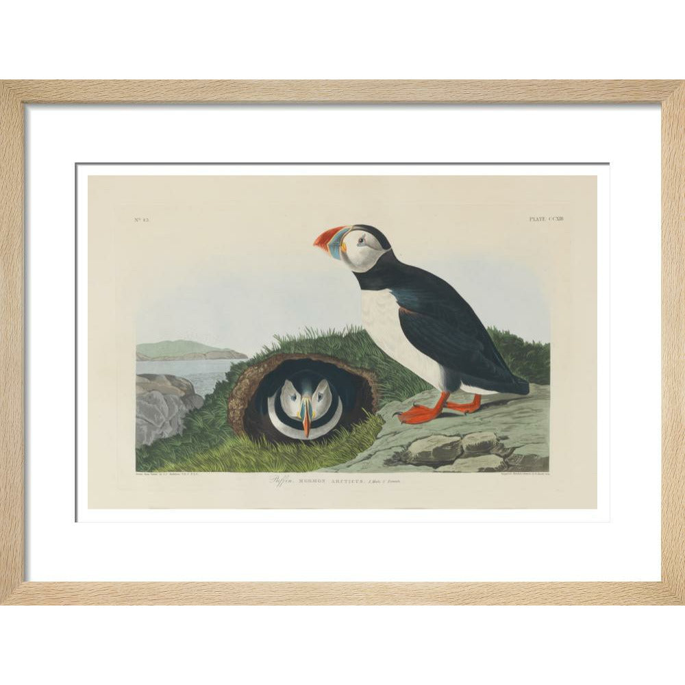 Puffin - Art print