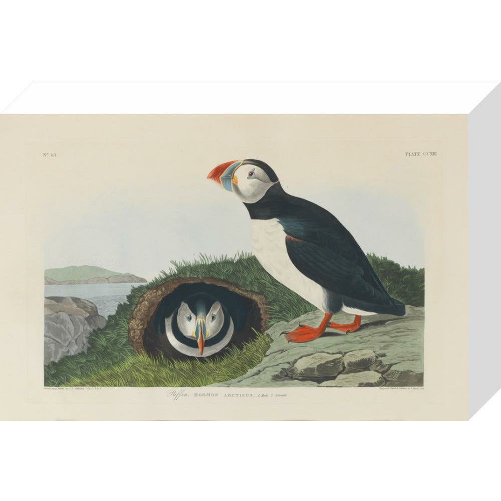 Puffin - Art print