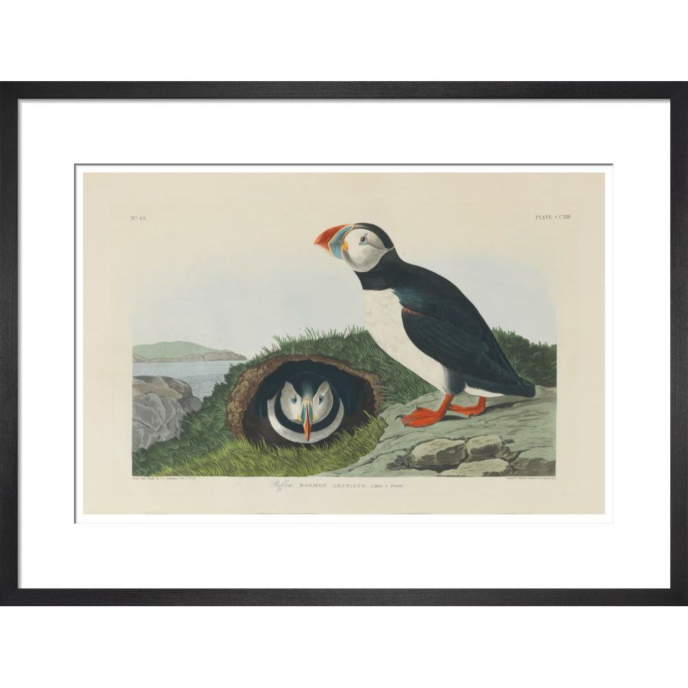 Puffin - Art print