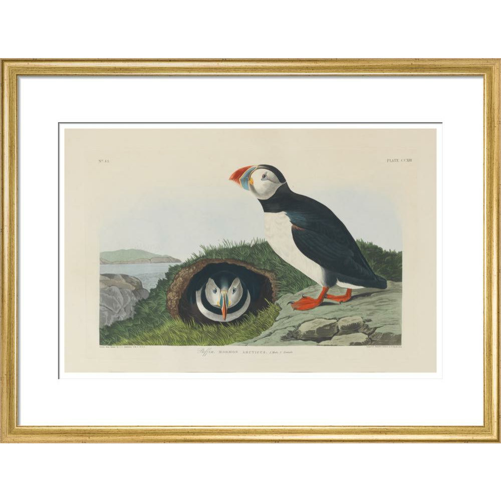 Puffin - Art print