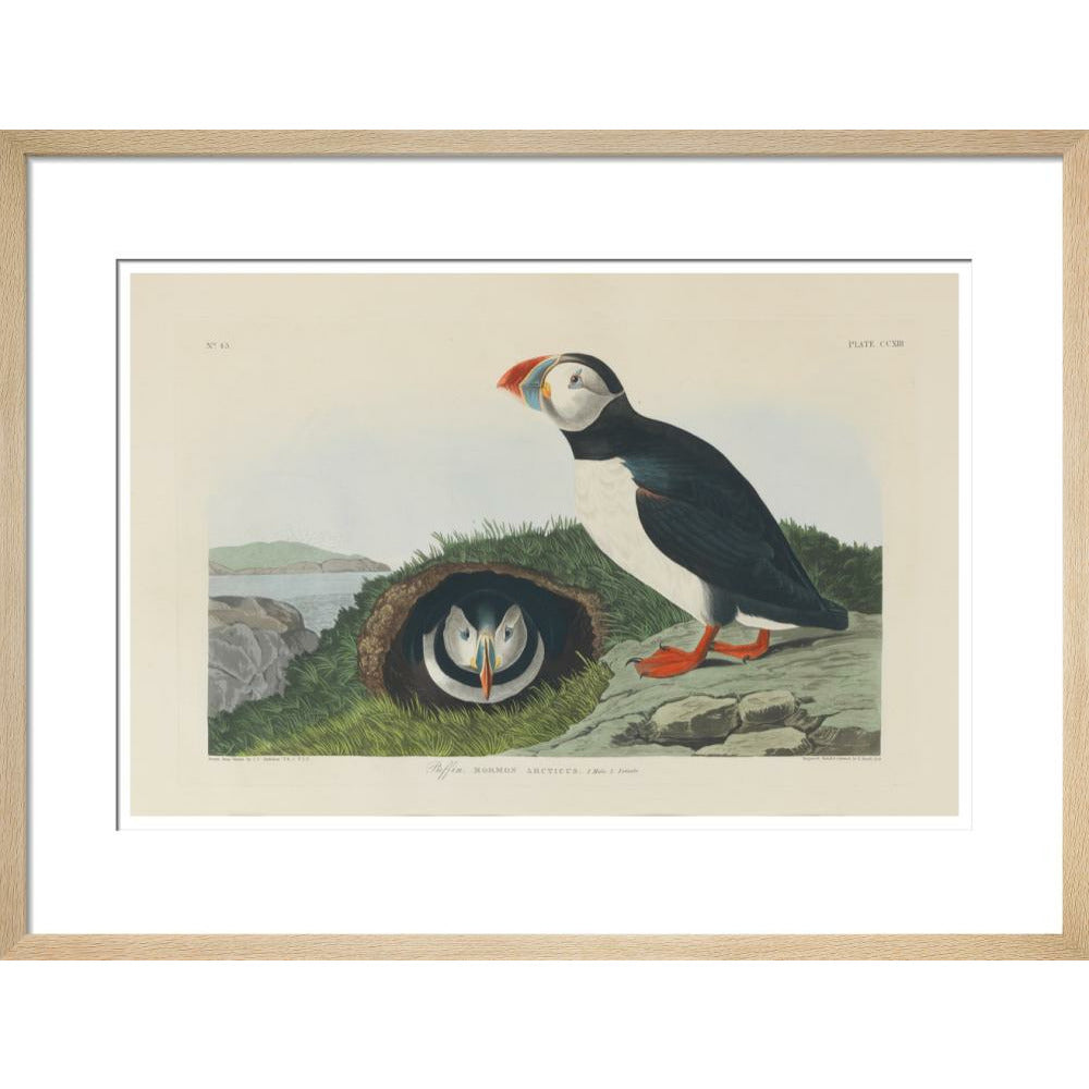 Puffin - Art print