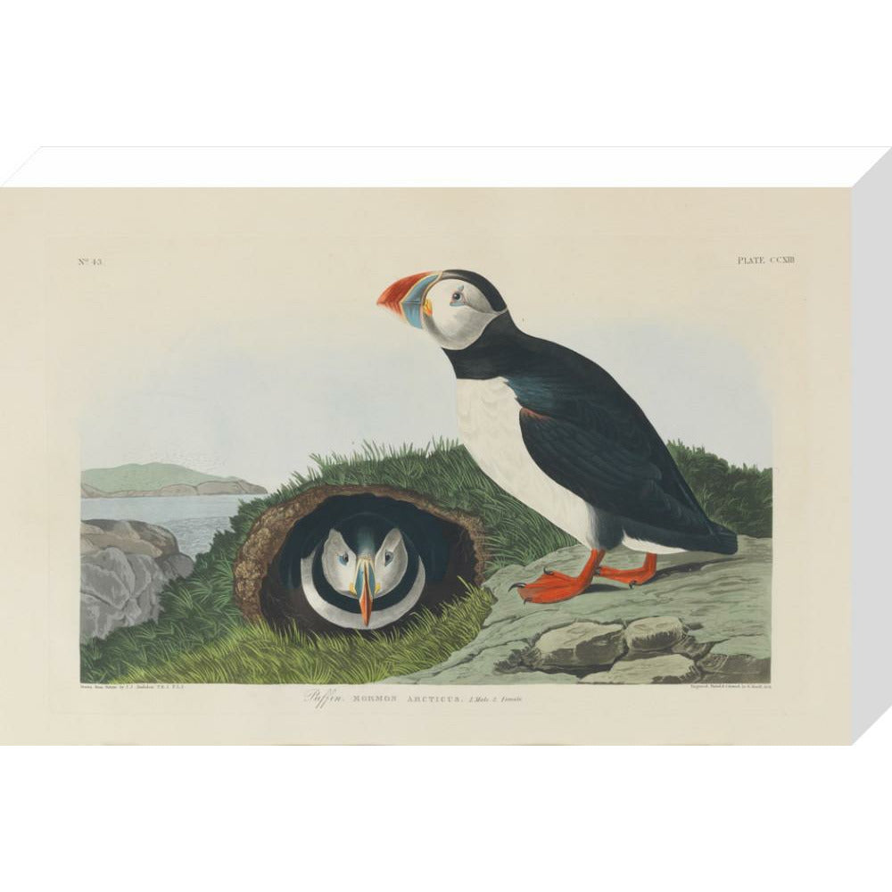Puffin - Art print
