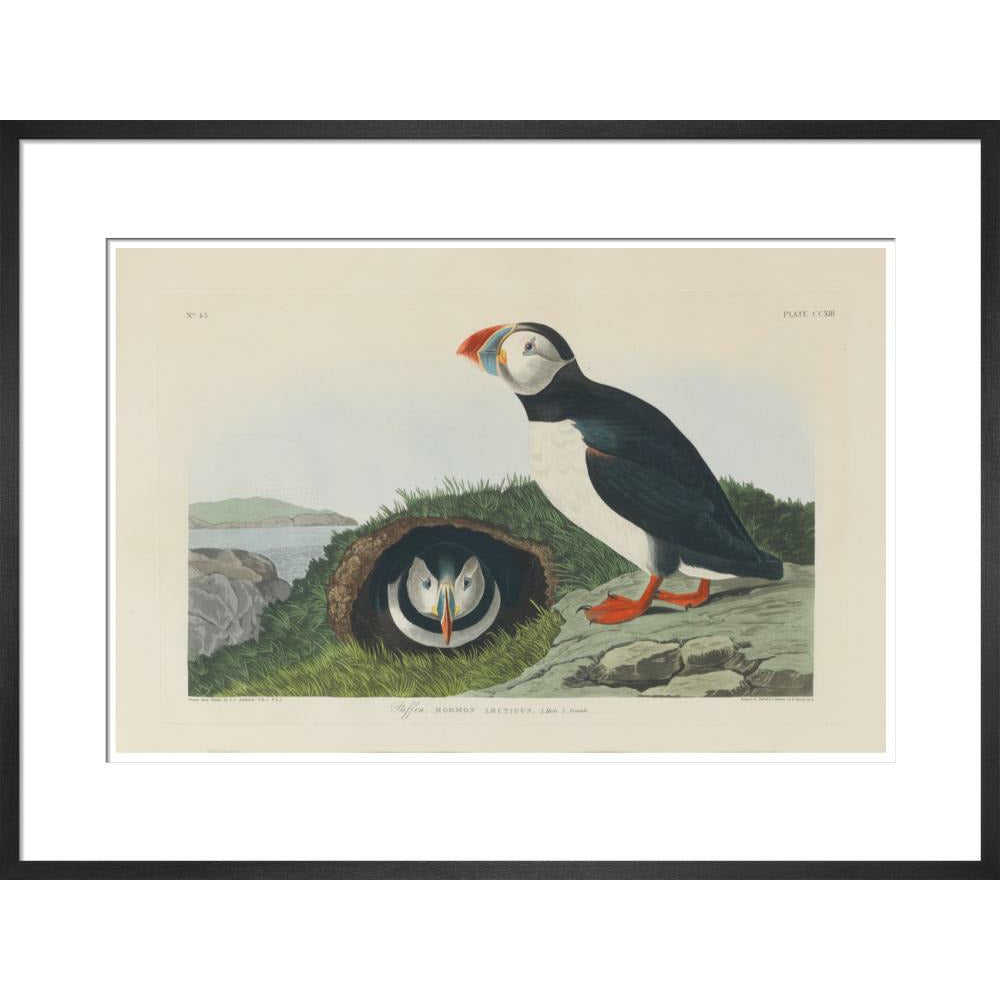 Puffin - Art print