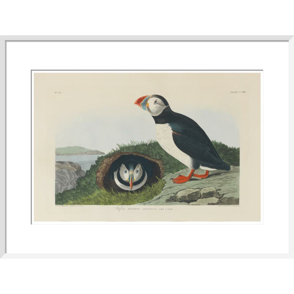 Puffin - Art print