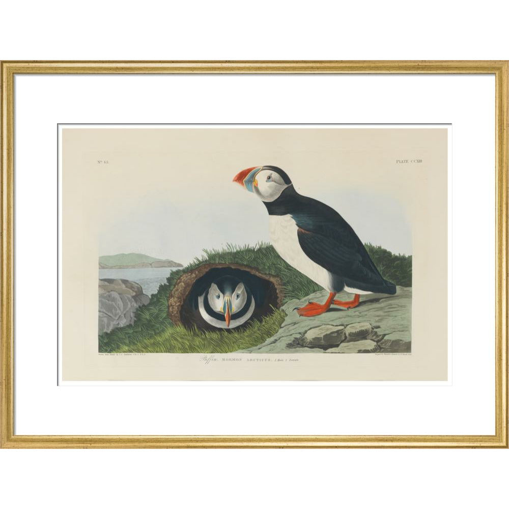 Puffin - Art print