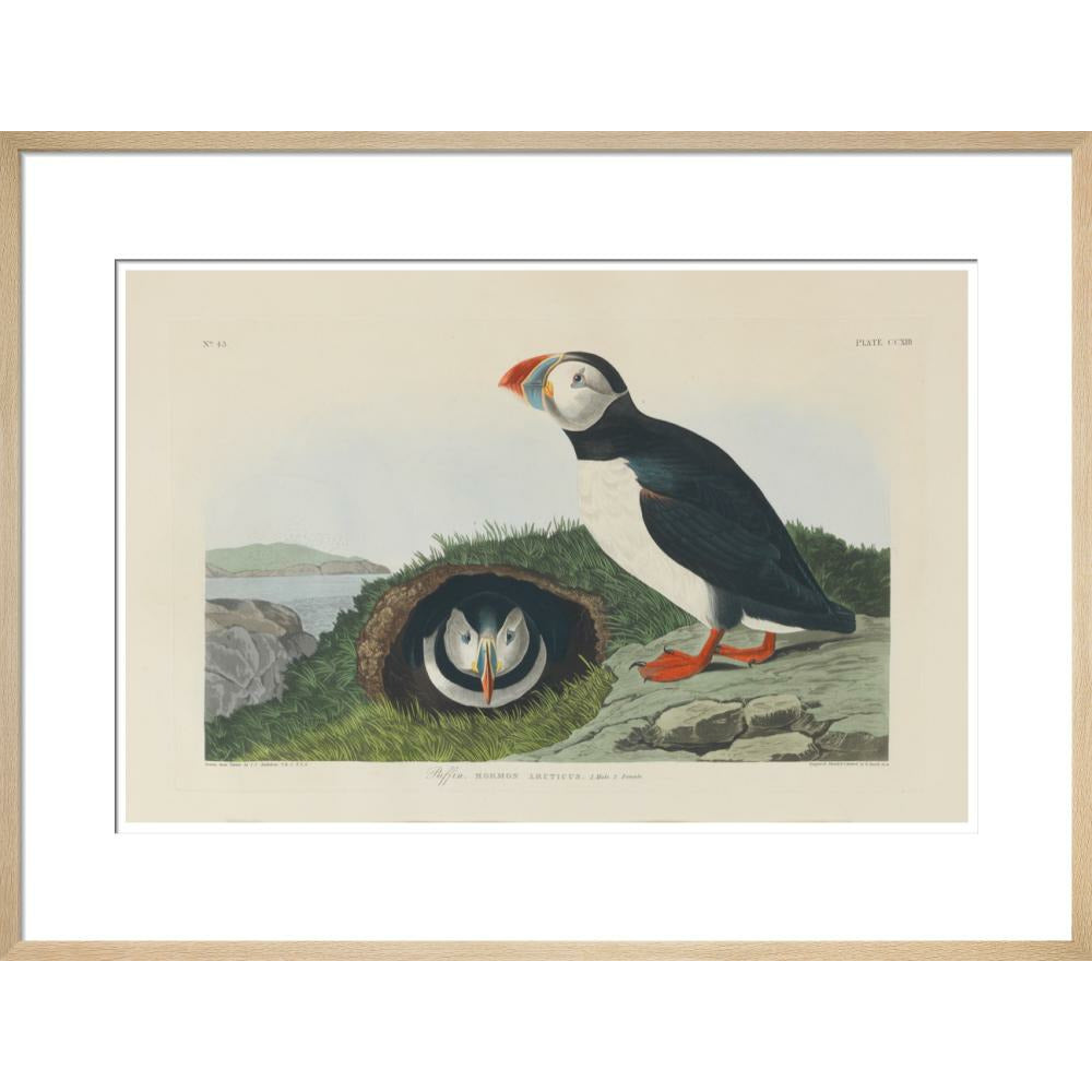 Puffin - Art print