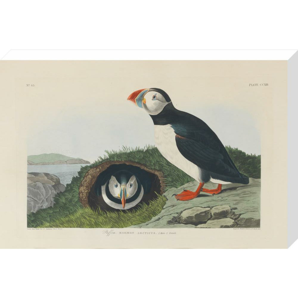 Puffin - Art print