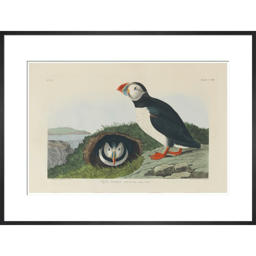 Puffin - Art print