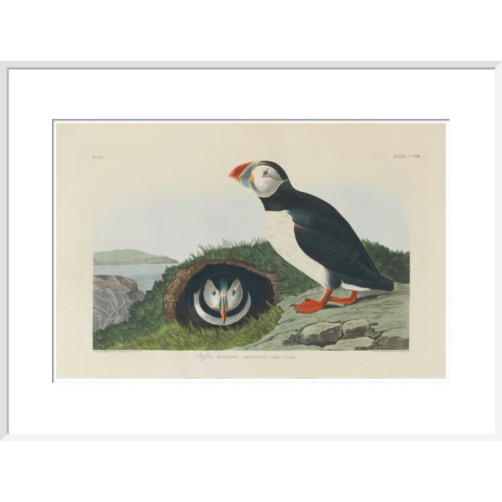 Puffin - Art print