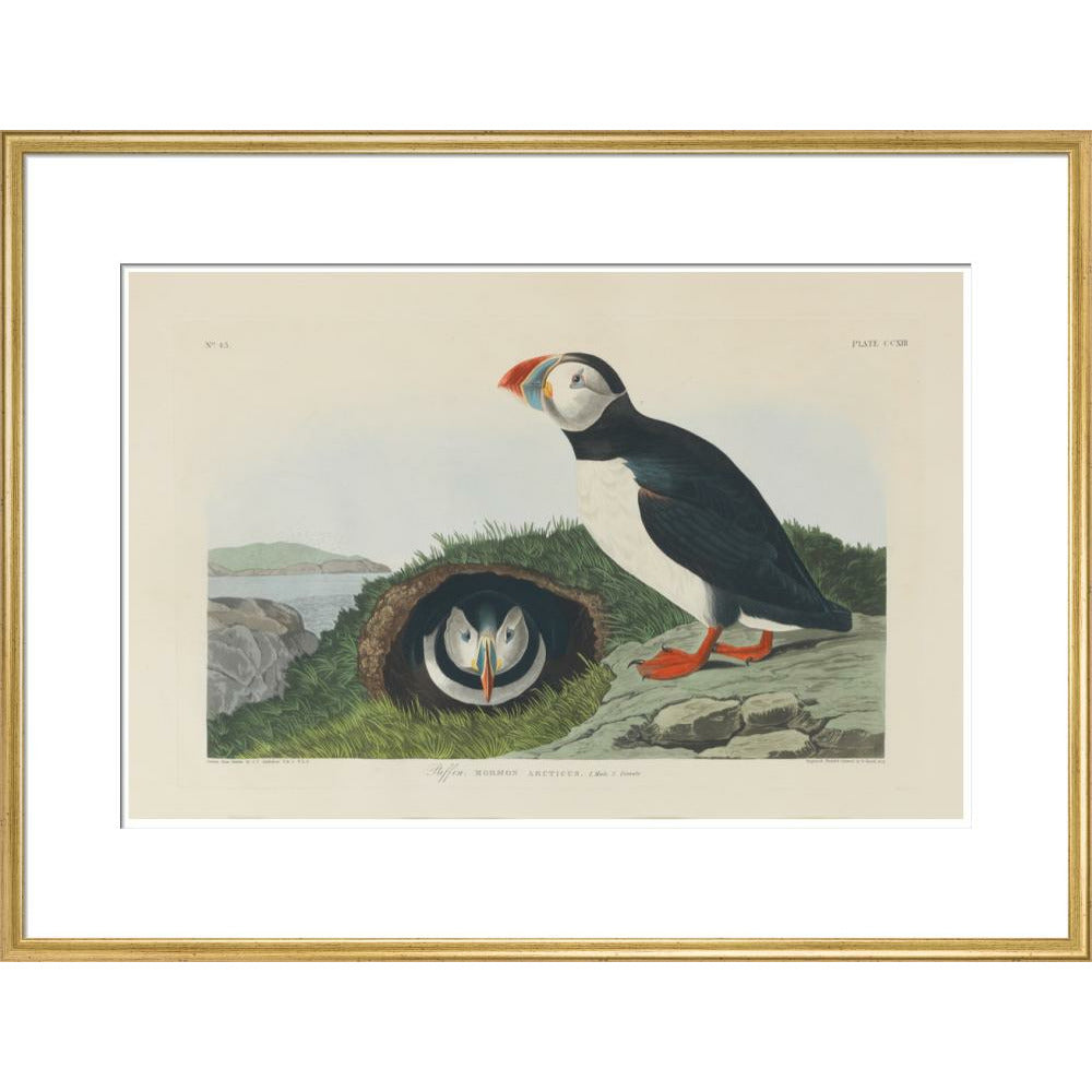 Puffin - Art print