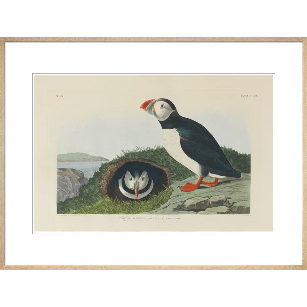 Puffin - Art print
