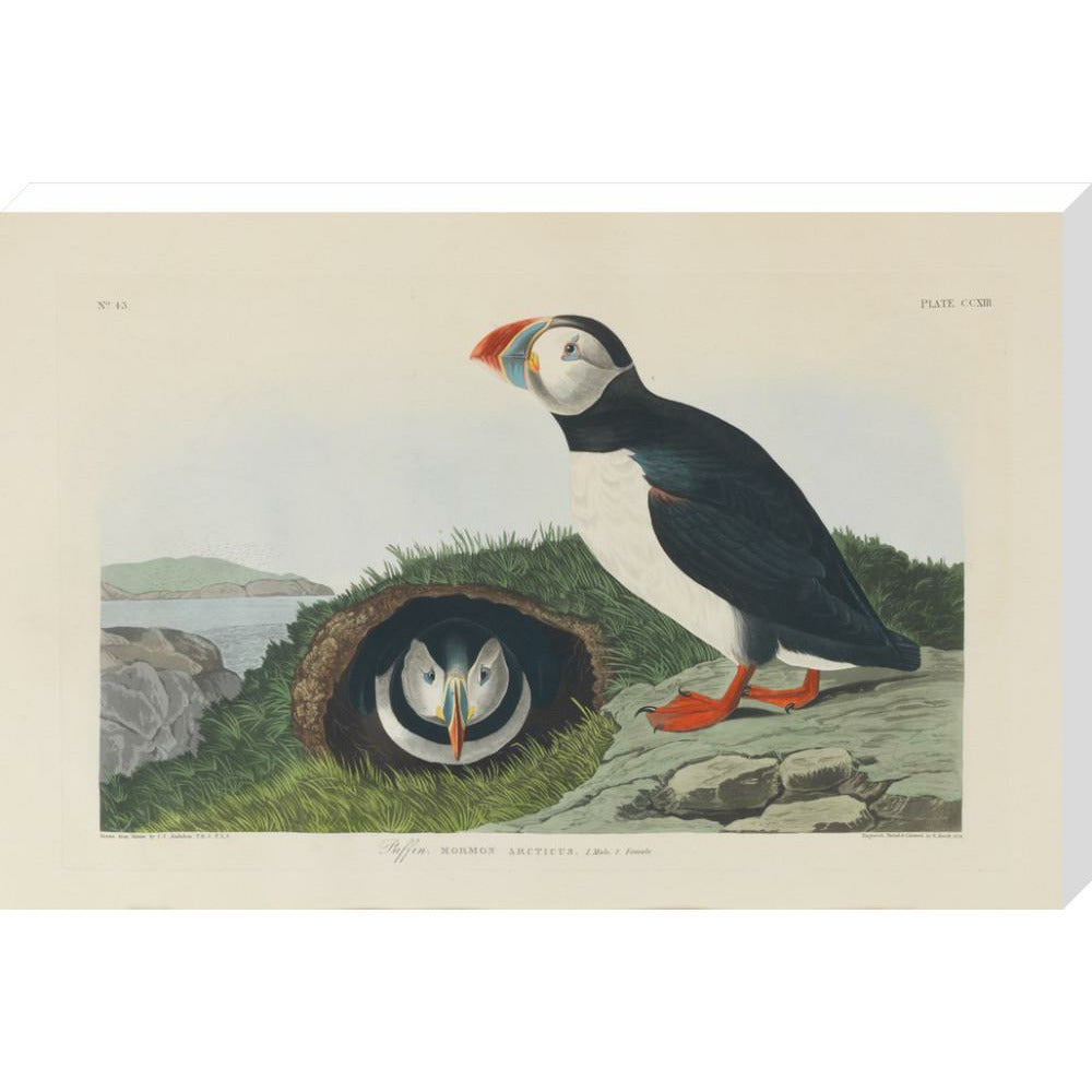 Puffin - Art print