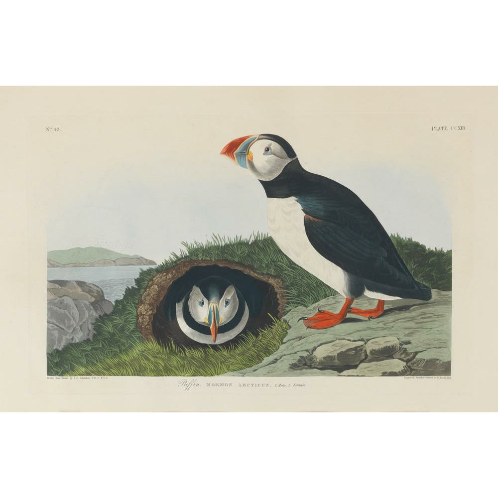 Puffin - Art print