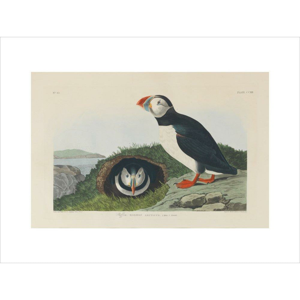 Puffin - Art print