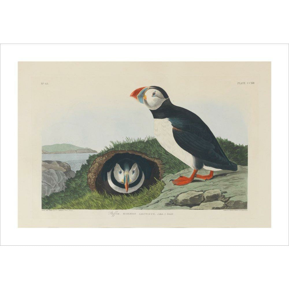 Puffin - Art print