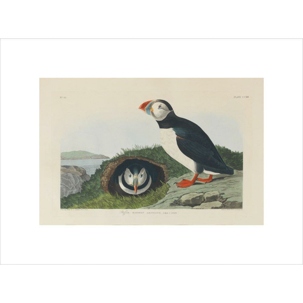 Puffin - Art print