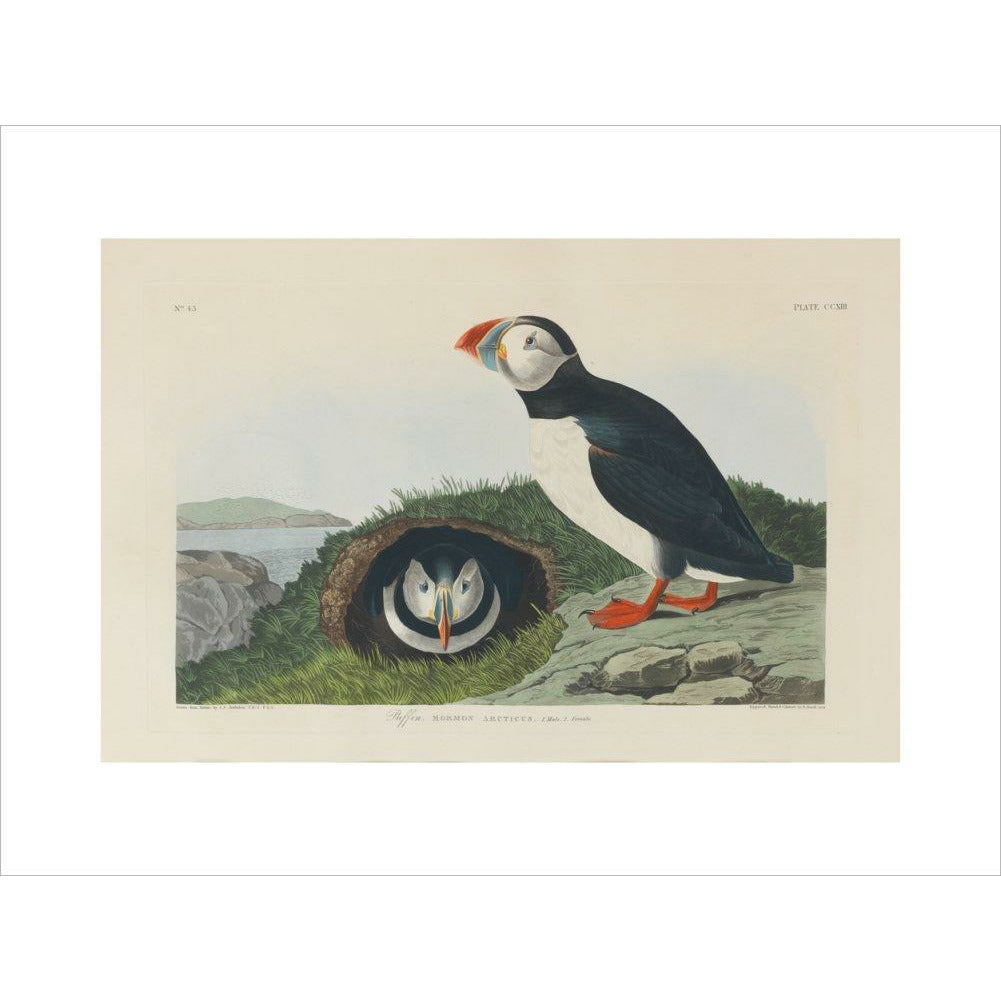Puffin - Art print