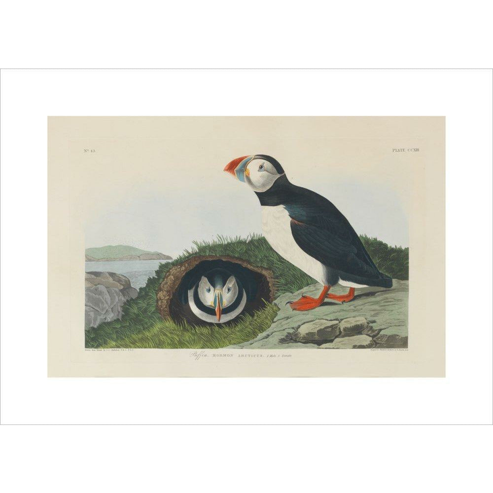 Puffin - Art print