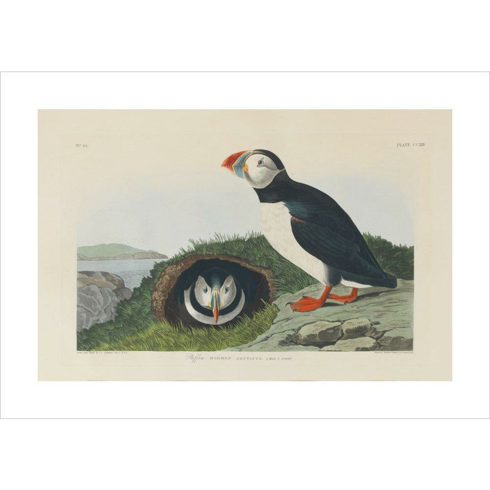 Puffin - Art print
