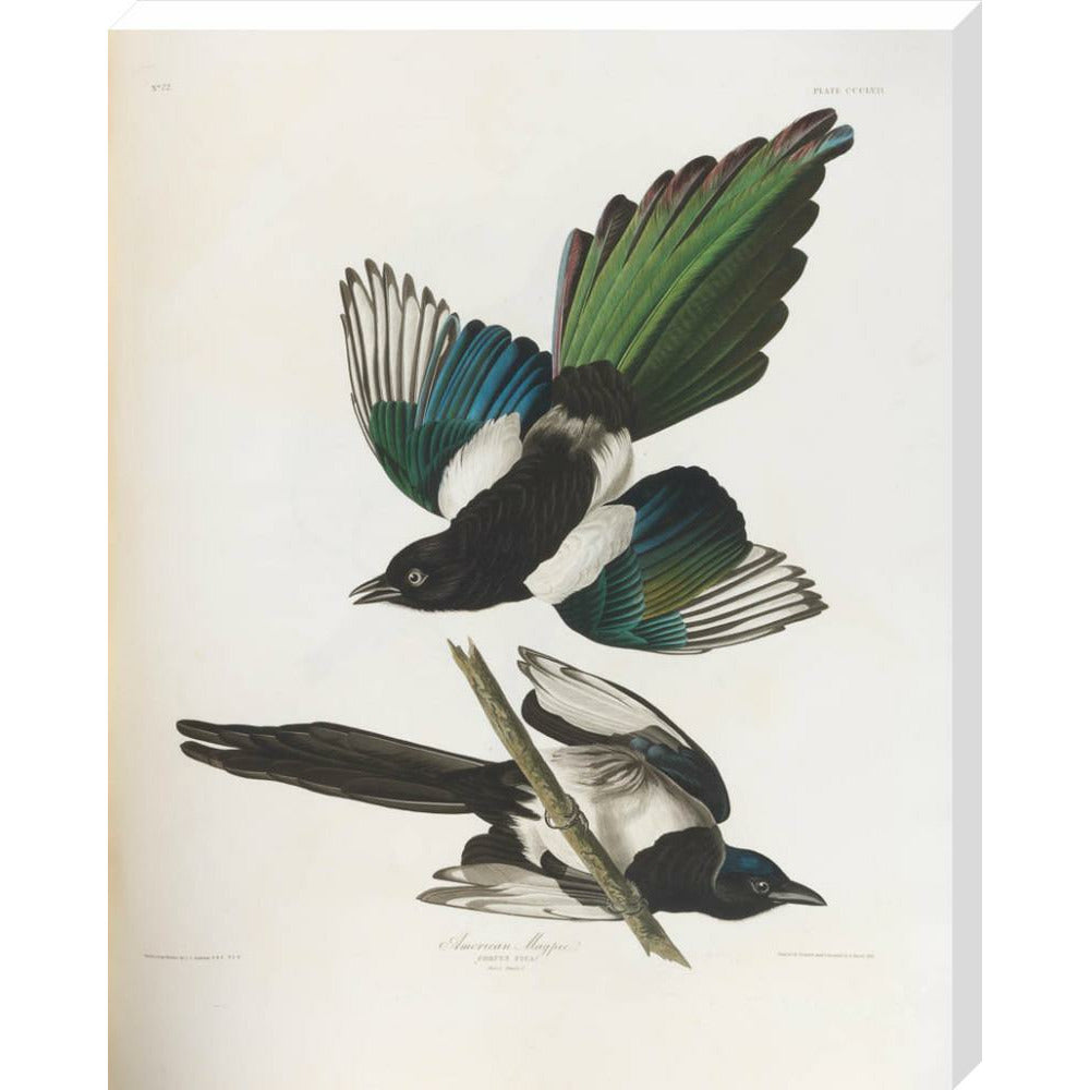 American Magpie - Art print