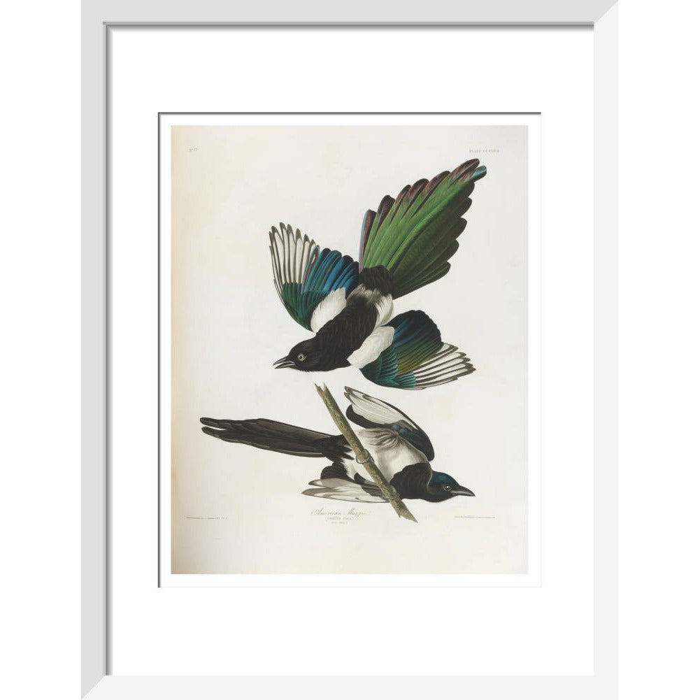 American Magpie - Art print