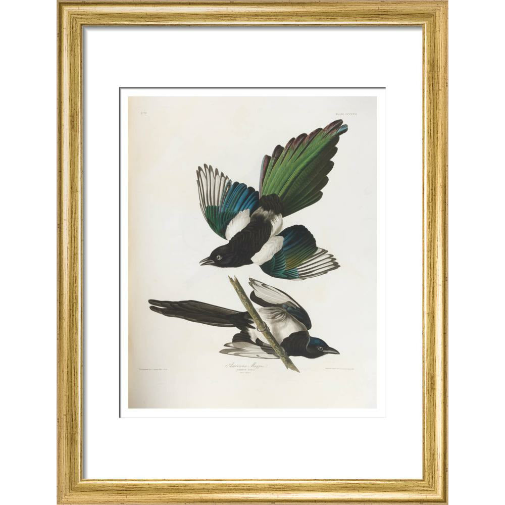 American Magpie - Art print