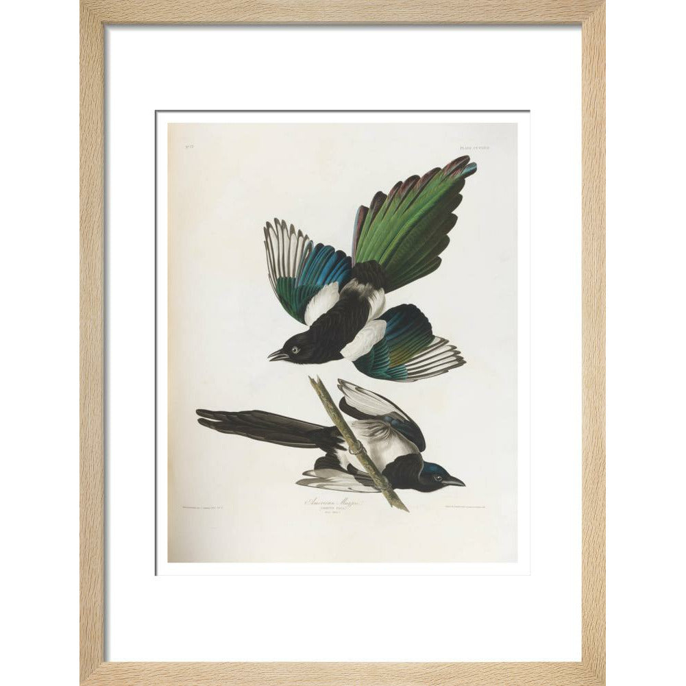 American Magpie - Art print