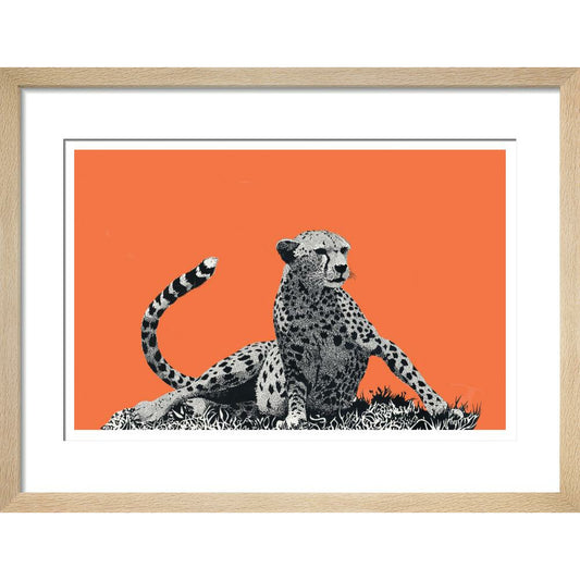 Cheetah Rising, on Coral - Art Print