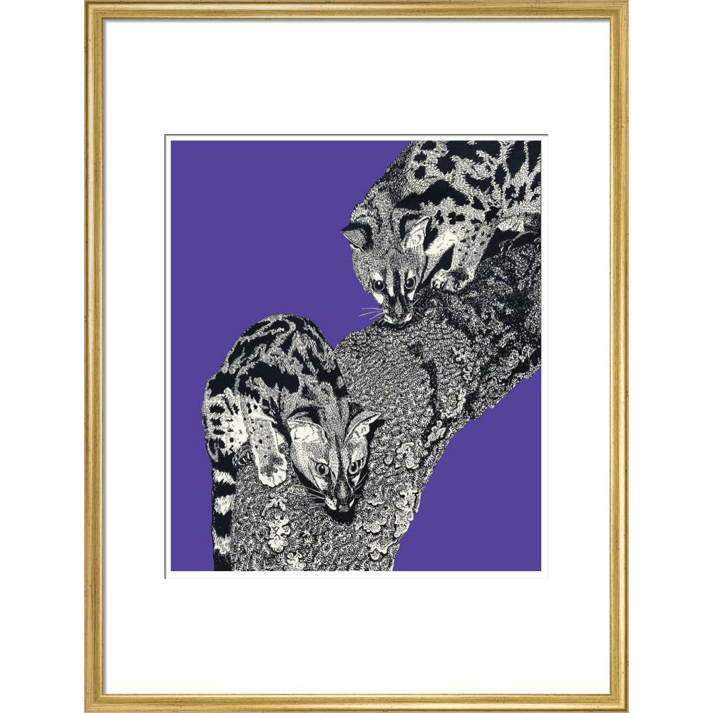 Large Spotted Genet on Purple - Art print