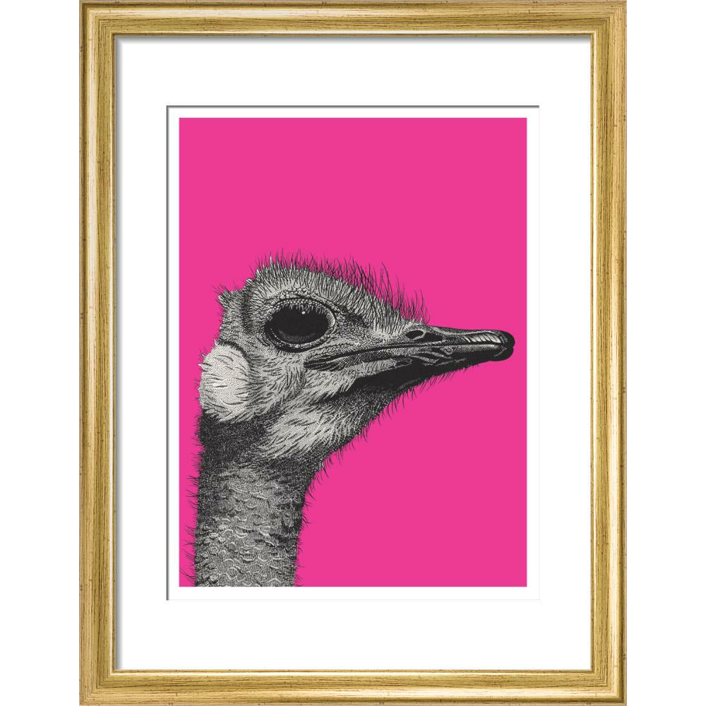 Ostrich on Pink - Art print